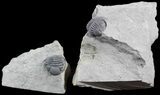Double Eldredgeops (Phacops) Trilobite in Pos/Neg- New York #50292-1
